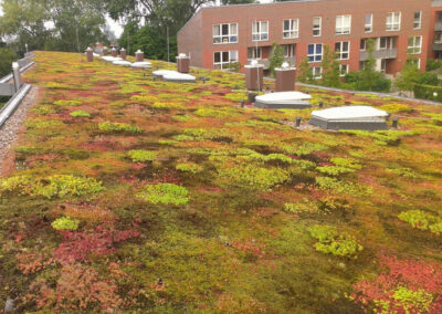 Dachbegrünung