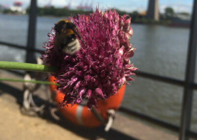 Pausenplatz an der Elbe