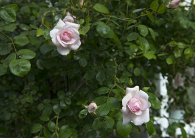 Privatgarten Neu Wulmstorf